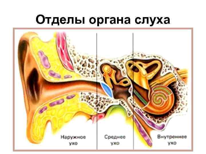Отделы органа слуха 