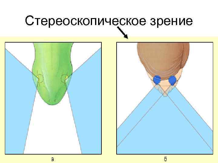 Бинокулярное зрение особенности предков