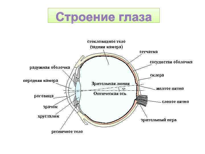 Сосудистая оболочка глаза слепое пятно. Оптическая система глаза роговица жидкость передней камеры глаза. Передняя камера ограничена спереди роговицей а сзади. Строение глаза задняя водянистая камера. Строение стекловидного тела глаза.