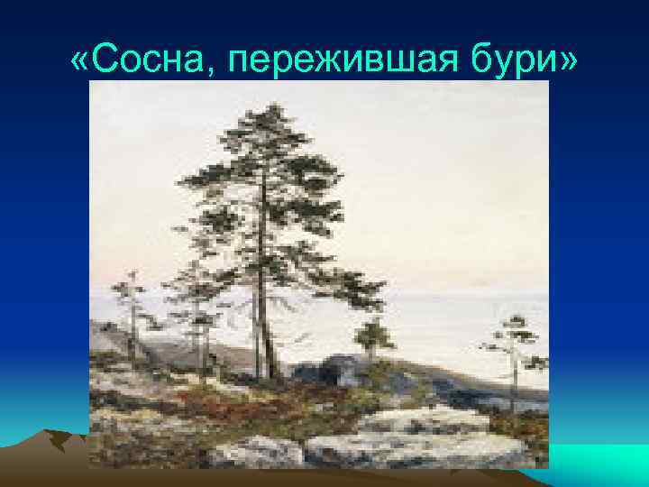  «Сосна, пережившая бури» 