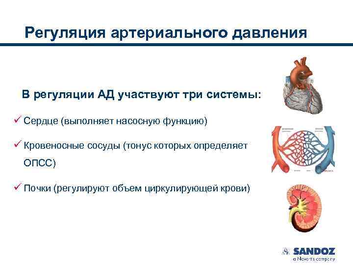 Схема регуляции артериального давления