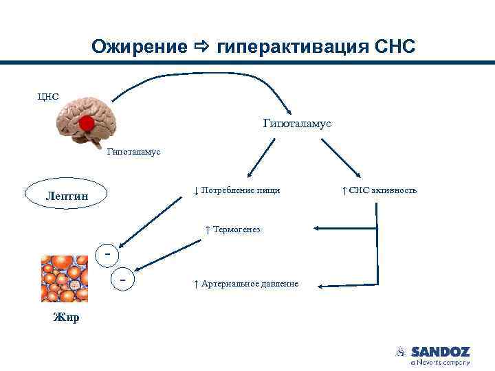 Ожирение гиперактивация СНС ЦНС Гипоталамус ↓ Потребление пищи Лептин ↑ Термогенез Жир ↑ Артериальное