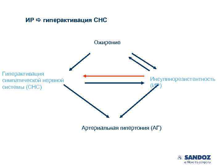 ИР гиперактивация СНС Ожирение Гиперактивация симпатической нервной системы (СНС) Инсулинорезистентность (ИР) Артериальная гипертония (АГ)