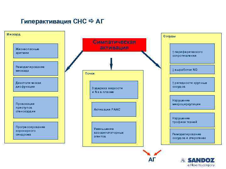 Гиперактивация СНС АГ Миокард Жизнеопасные аритмии Ремоделирование миокада Диастолическая дисфункция Провокация приступов стенокардии Сосуды