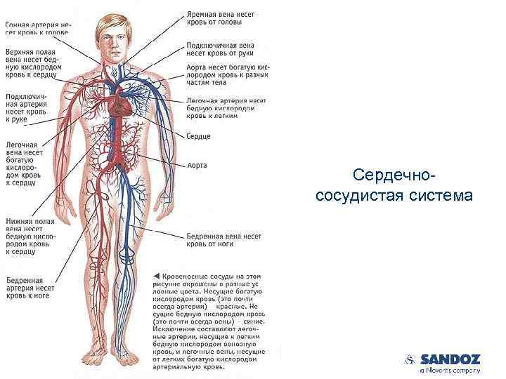 Сердечнососудистая система | Business Use Only 4 