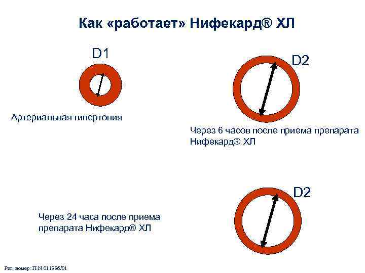 Как «работает» Нифекард® ХЛ D 1 D 2 Артериальная гипертония Через 6 часов после