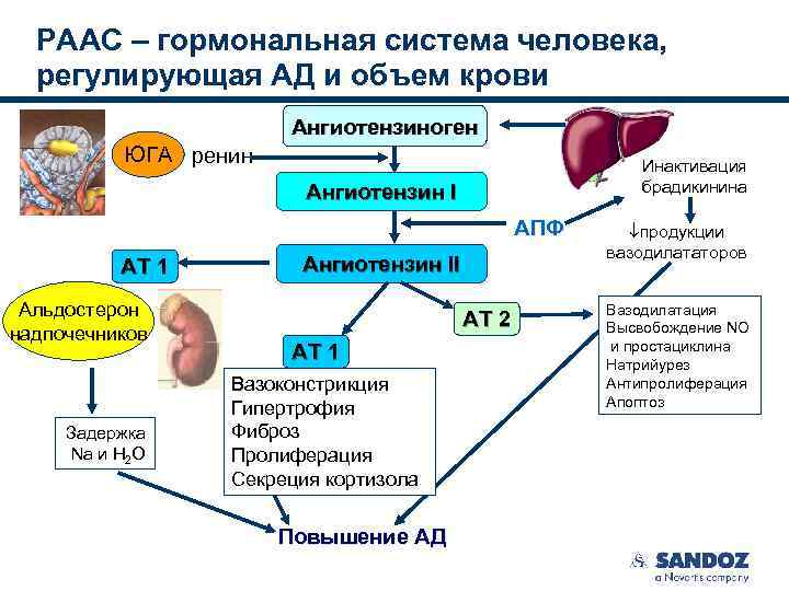 Ренин ангиотензиновая система схема