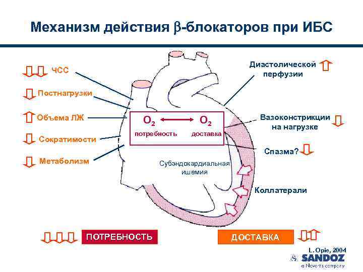 Механизм действия -блокаторов при ИБС Диастолической перфузии ЧСС Постнагрузки Объема ЛЖ O 2 O