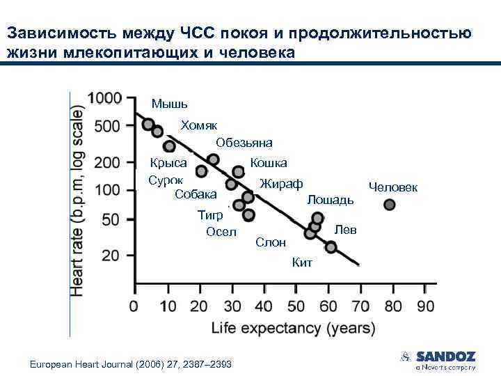 Зависимость между ЧСС покоя и продолжительностью жизни млекопитающих и человека Мышь Хомяк Обезьяна Крыса