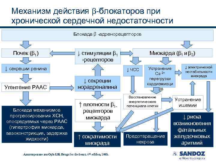 Механизм действия -блокаторов при хронической сердечной недостаточности Блокада β -адренорецепторов Почек (β 1) ↓