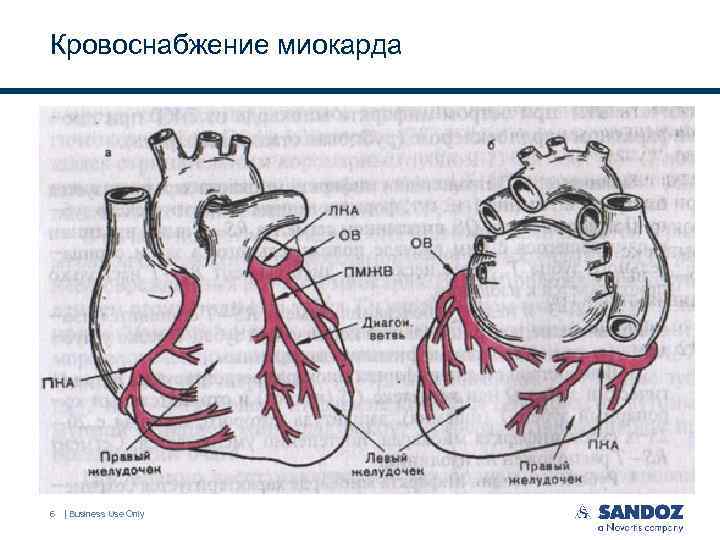 Кровоснабжение миокарда 6 | Business Use Only 