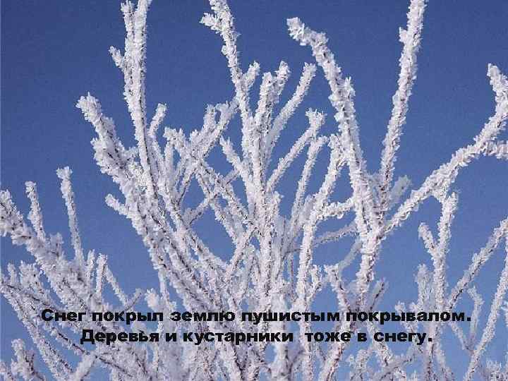 Снег покрыл землю пушистым покрывалом. Деревья и кустарники тоже в снегу. 