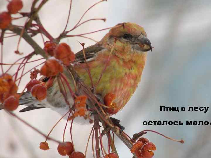 Птиц в лесу осталось мало . 
