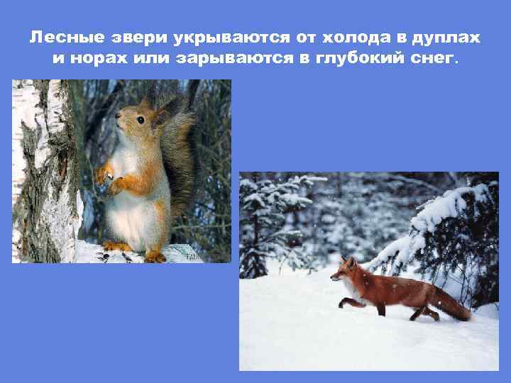 Лесные звери укрываются от холода в дуплах и норах или зарываются в глубокий снег.