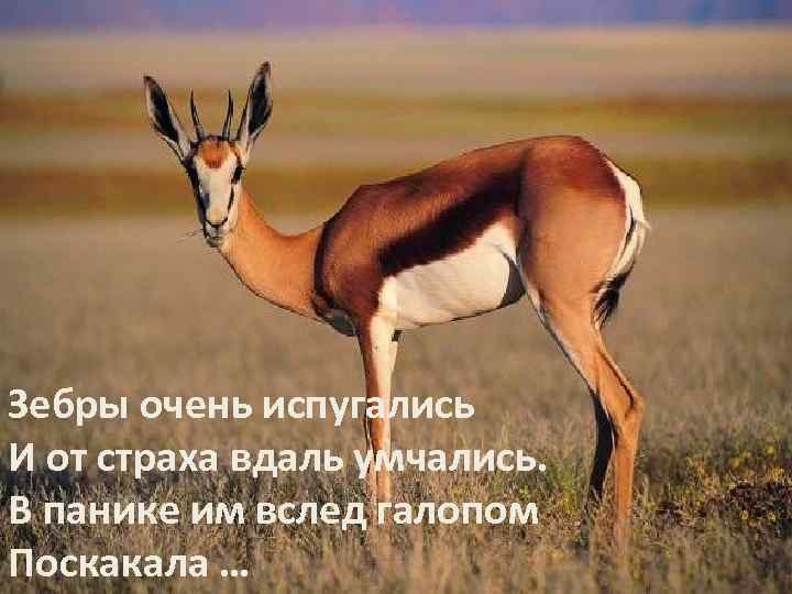 Зебры очень испугались И от страха вдаль умчались. В панике им вслед галопом Поскакала