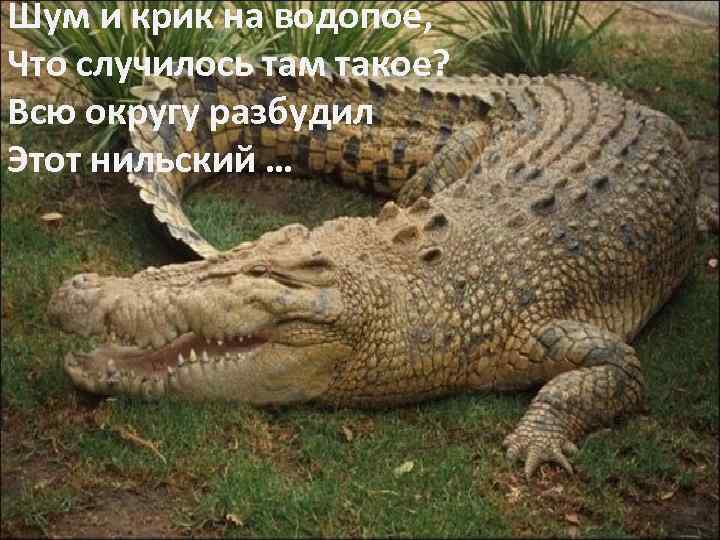 Шум и крик на водопое, Что случилось там такое? Всю округу разбудил Этот нильский