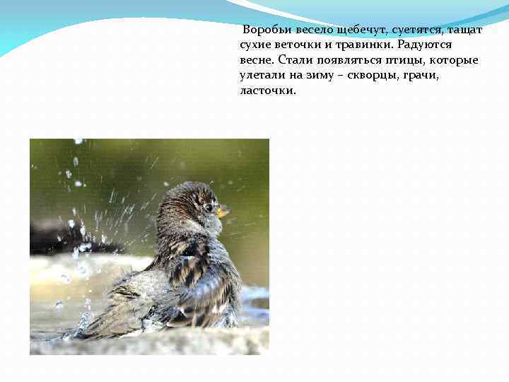 Воробьи весело щебечут, суетятся, тащат сухие веточки и травинки. Радуются весне. Стали появляться птицы,