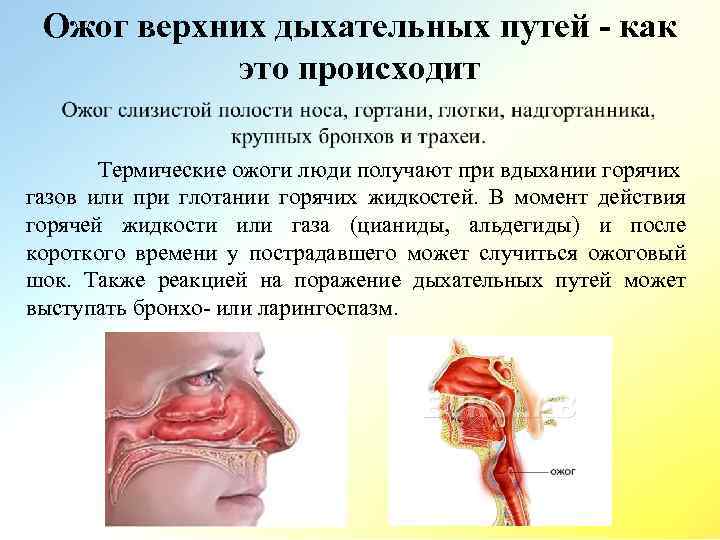 Какая площадь ожога показана на картинке