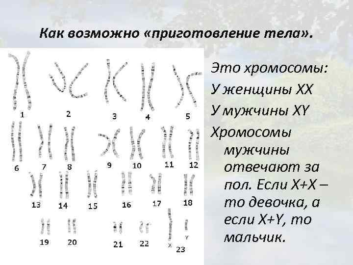 Как возможно «приготовление тела» . Это хромосомы: У женщины ХХ У мужчины ХY Хромосомы