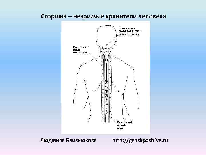 Сторожа – незримые хранители человека Людмила Близнюкова http: //genskpositive. ru 