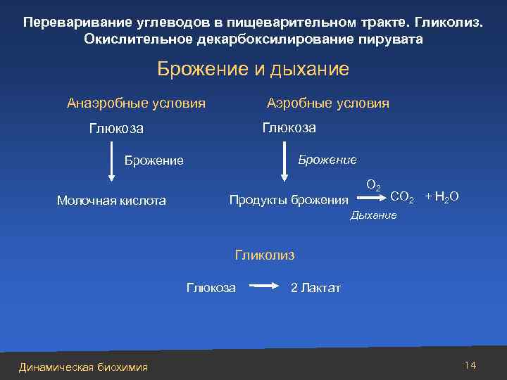 Переваривание углеводов в пищеварительном тракте. Гликолиз. Окислительное декарбоксилирование пирувата Брожение и дыхание Анаэробные условия