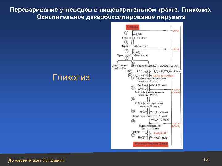 Переваривание углеводов в пищеварительном тракте. Гликолиз. Окислительное декарбоксилирование пирувата Гликолиз Динамическая биохимия 18 