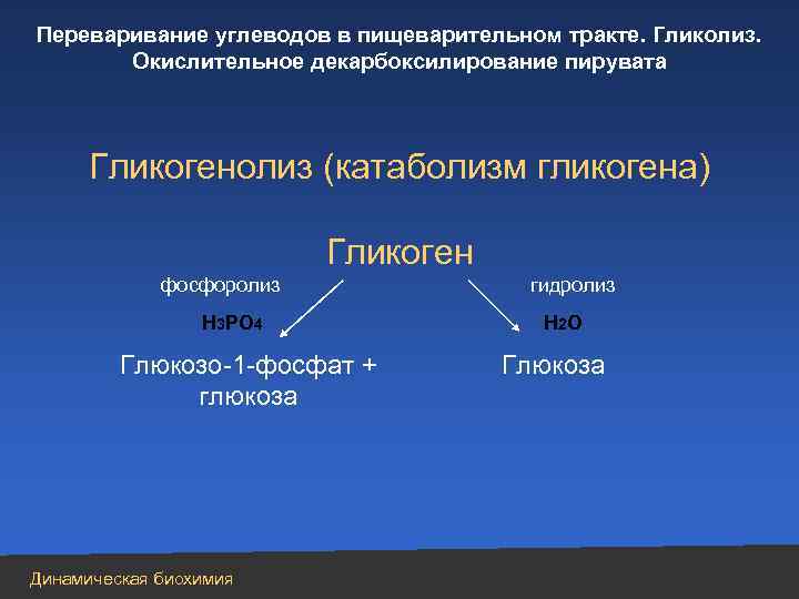 Переваривание углеводов в пищеварительном тракте. Гликолиз. Окислительное декарбоксилирование пирувата Гликогенолиз (катаболизм гликогена) Гликоген фосфоролиз