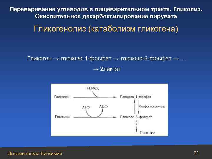 Переваривание углеводов в пищеварительном тракте. Гликолиз. Окислительное декарбоксилирование пирувата Гликогенолиз (катаболизм гликогена) Гликоген →