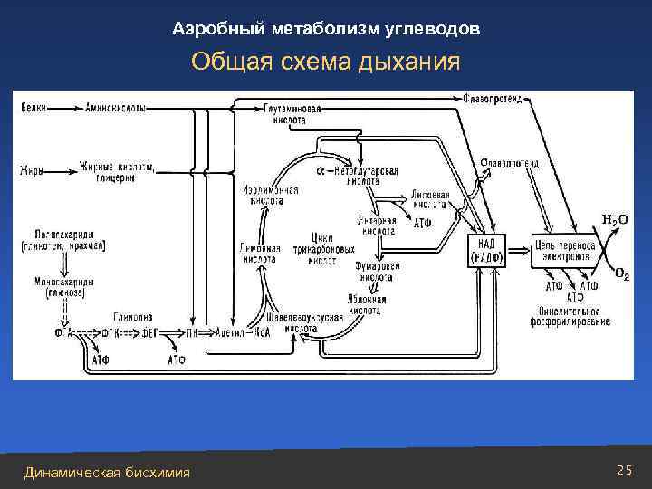 Аэробный метаболизм углеводов Общая схема дыхания Динамическая биохимия 25 