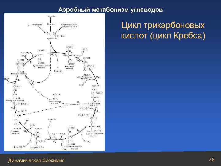 Аэробный метаболизм углеводов Цикл трикарбоновых кислот (цикл Кребса) Динамическая биохимия 26 