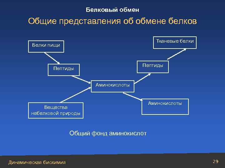 Белковый обмен Общие представления об обмене белков Тканевые белки Белки пищи Пептиды Аминокислоты Вещества
