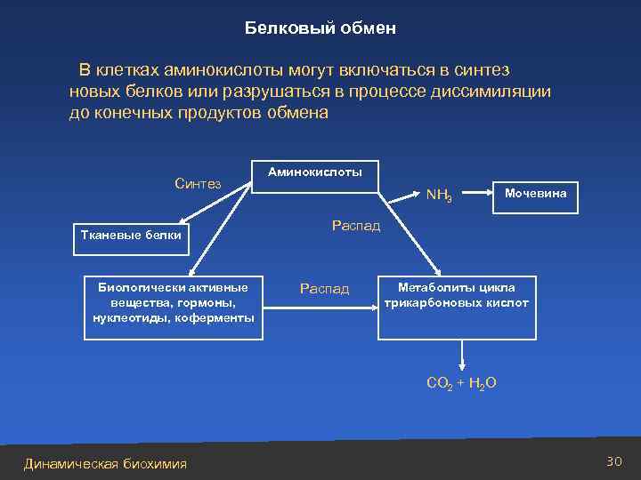 Белковый обмен В клетках аминокислоты могут включаться в синтез новых белков или разрушаться в