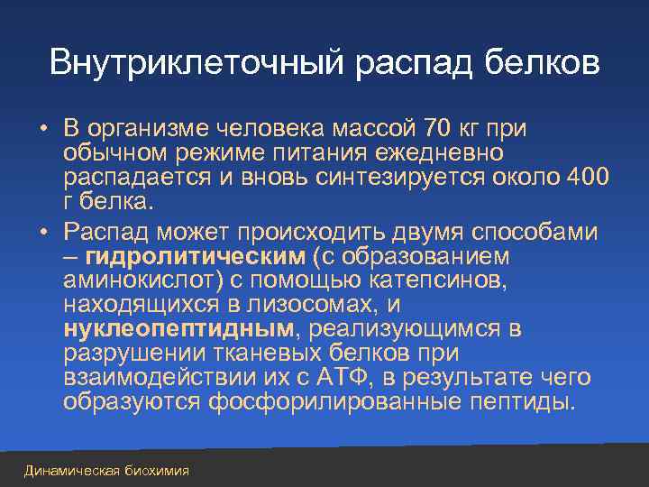 Внутриклеточный распад белков • В организме человека массой 70 кг при обычном режиме питания