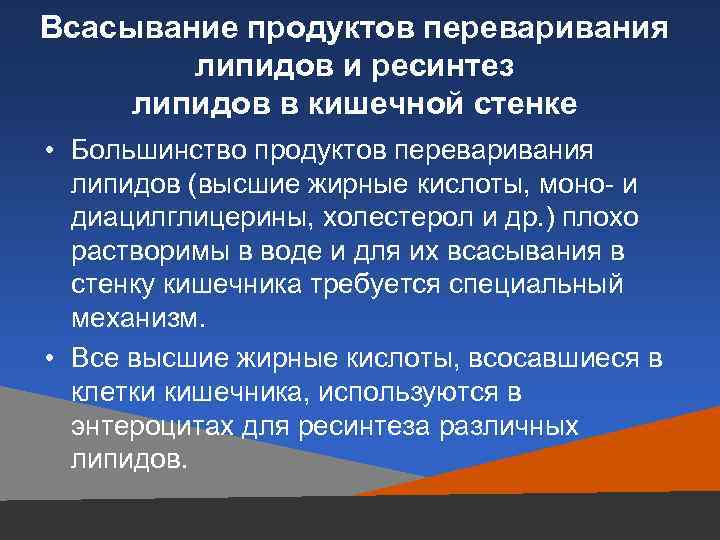 Всасывание продуктов переваривания липидов и ресинтез липидов в кишечной стенке • Большинство продуктов переваривания