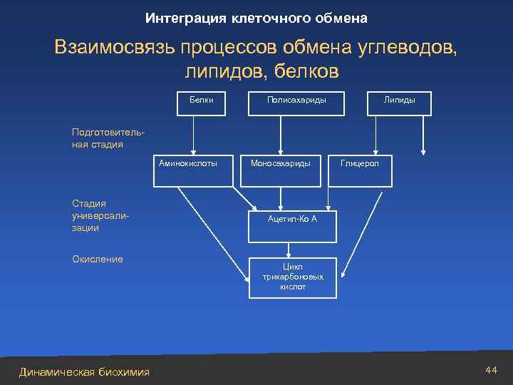 Интеграция клеточного обмена Взаимосвязь процессов обмена углеводов, липидов, белков Белки Полисахариды Липиды Подготовительная стадия