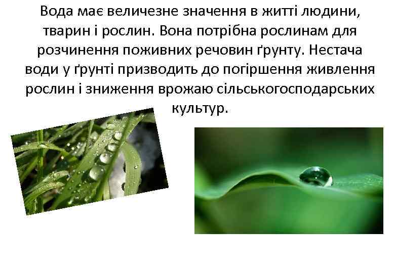 Вода має величезне значення в житті людини, тварин і рослин. Вона потрібна рослинам для