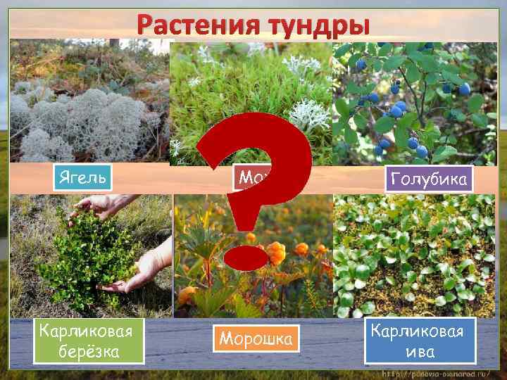 Растения тундры Ягель Мох Карликовая берёзка Морошка Голубика Карликовая ива 