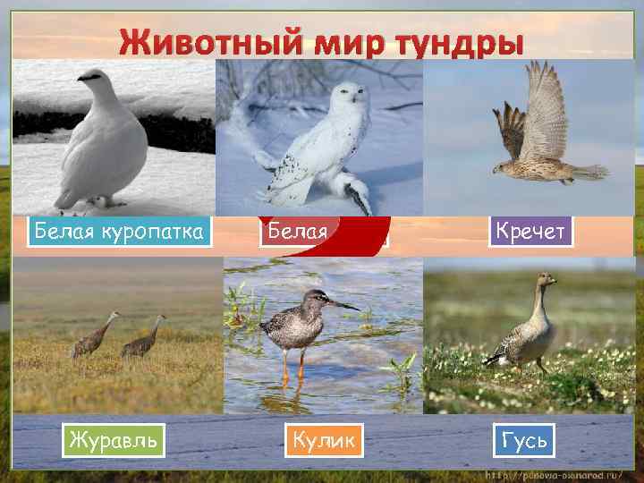 Животный мир тундры Белая куропатка Белая сова Журавль Кулик Кречет Гусь 