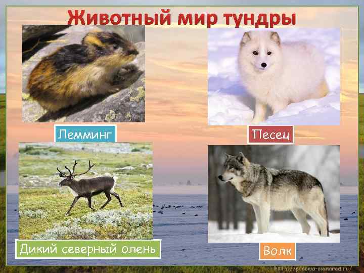 Животный мир тундры Лемминг Дикий северный олень Песец Волк 