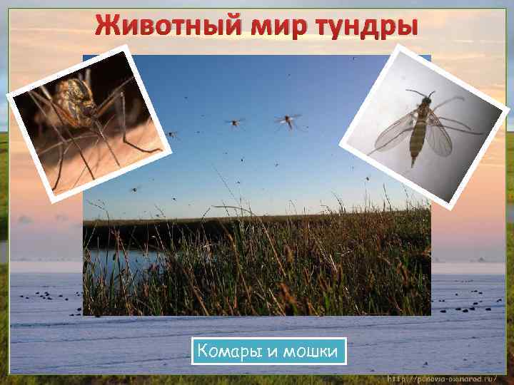 Животный мир тундры Комары и мошки 