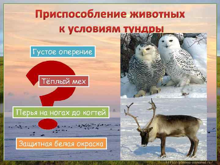 Приспособление животных к условиям тундры Густое оперение Тёплый мех Перья на ногах до когтей