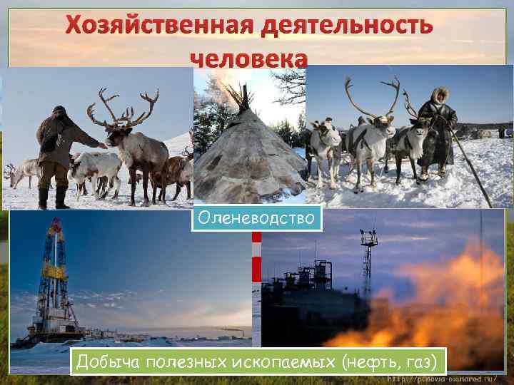 Хозяйственная деятельность человека Оленеводство Добыча полезных ископаемых (нефть, газ) 