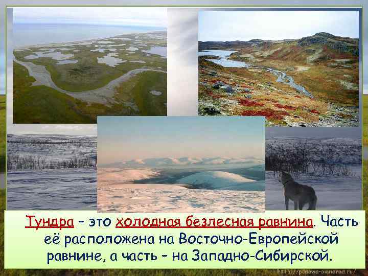 Тундра – это холодная безлесная равнина. Часть её расположена на Восточно-Европейской равнине, а часть