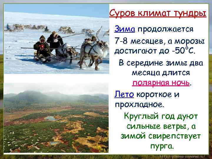 Суров климат тундры Зима продолжается 7 -8 месяцев, а морозы достигают до -50°С. В