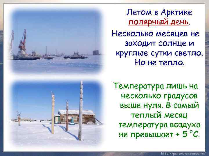 Летом в Арктике полярный день. Несколько месяцев не заходит солнце и круглые сутки светло.