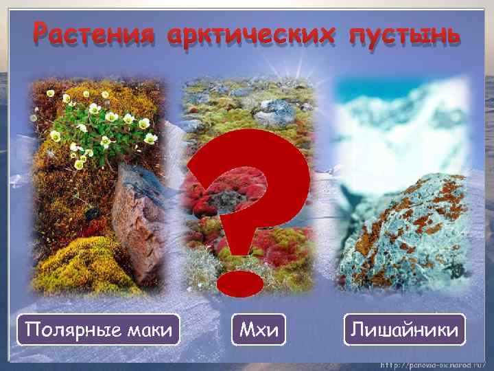 Растения арктических пустынь Полярные маки Мхи Лишайники 
