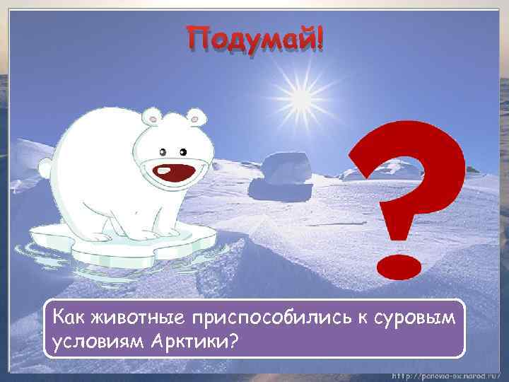 Подумай! Как животные приспособились к суровым условиям Арктики? 