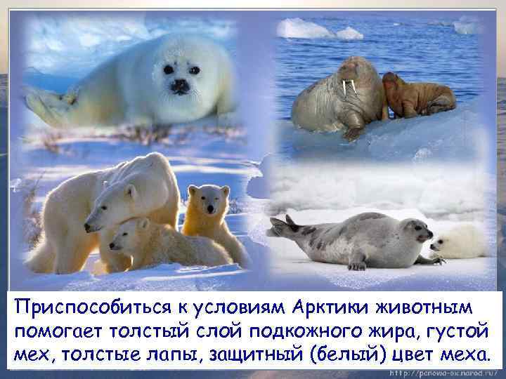 Приспособиться к условиям Арктики животным помогает толстый слой подкожного жира, густой мех, толстые лапы,