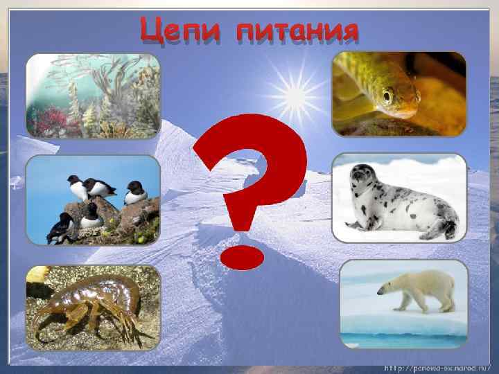 Цепи питания 