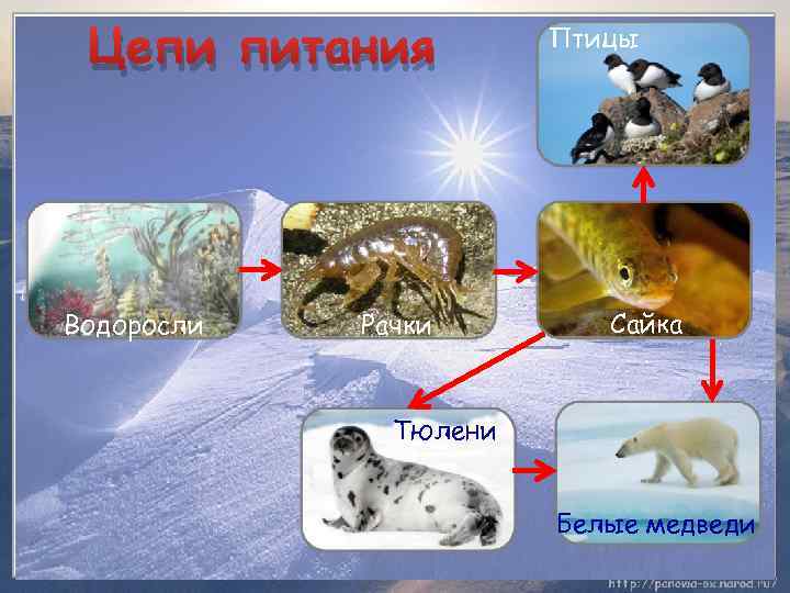 Цепи питания Водоросли Рачки Птицы Сайка Тюлени Белые медведи 
